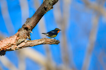 初夏から夏に高原の森で見られる黄色とオレンジが美しい野鳥キビタキ