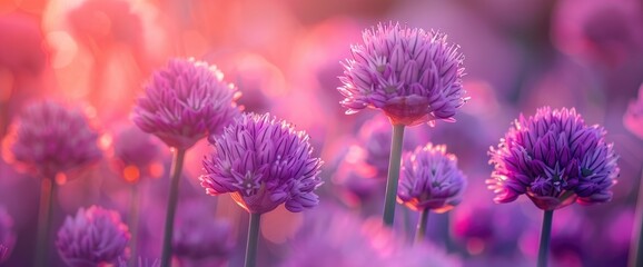 Purple Chive Flowers Growing In The Garden, Adding A Touch Of Color And Charm