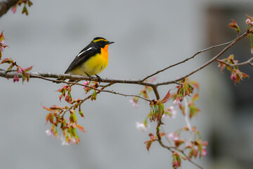Fototapeta premium 初夏の高原の森を彩る美しい黄色とオレンジの野鳥、人気者の渡り鳥キビタキ