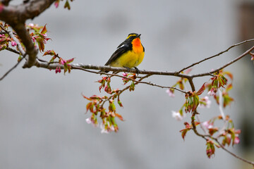 初夏の高原の森を彩る美しい黄色とオレンジの野鳥、人気者の渡り鳥キビタキ