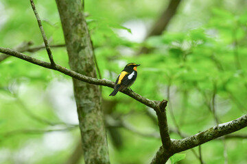 初夏の高原の森を彩る美しい黄色とオレンジの野鳥、人気者の渡り鳥キビタキ