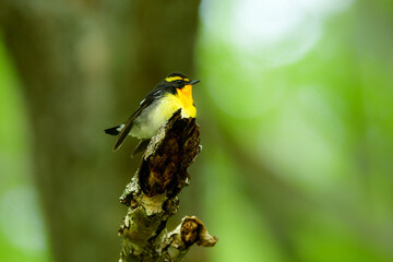 初夏の高原の森を彩る美しい黄色とオレンジの野鳥、人気者の渡り鳥キビタキ