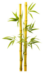 Fototapeta premium PNG Two bamboo plant yellow white background freshness.