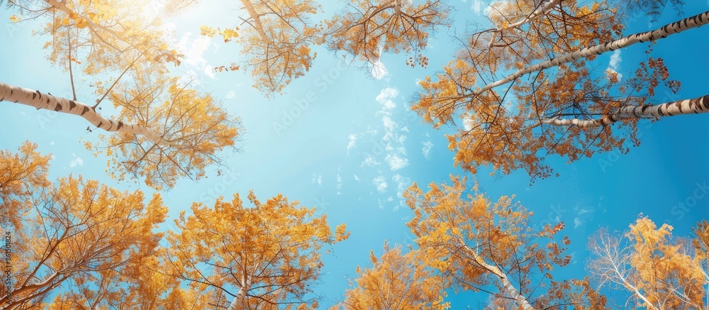 Poster a sunny day with blue skies showing autumn poplars from below, stretching upwards with a view of the