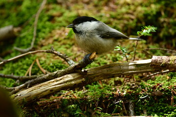 八ヶ岳や上高地の亜高山帯の森で出会える愛嬌のあるかわいらしい小鳥コガラ