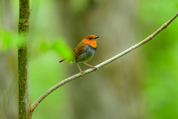 上高地や八ヶ岳で初夏に見られるオレンジ色の美しいかわいい小鳥、日本でしか見られないコマドリ