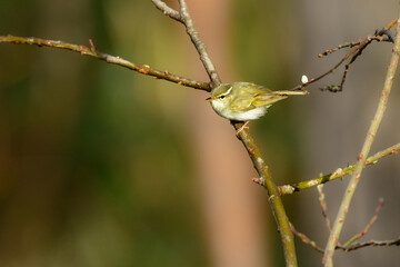 春に日本の雑木林や高原の森に渡来する小さな緑色の小鳥、センダイムシクイ