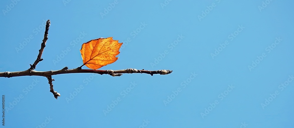 Poster a lone leaf adorning a tree branch against a clear blue sky, creating a tranquil scene with copy spa
