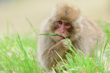 長野県の地獄谷温泉近くで見られる人懐っこい、好奇心旺盛な野生のニホンザル