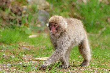 Fototapeta premium 長野県の地獄谷温泉近くで見られる人懐っこい、好奇心旺盛な野生のニホンザル