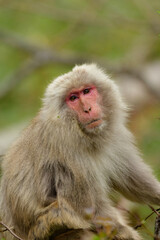 Naklejka premium 長野県の地獄谷温泉近くで見られる人懐っこい、好奇心旺盛な野生のニホンザル