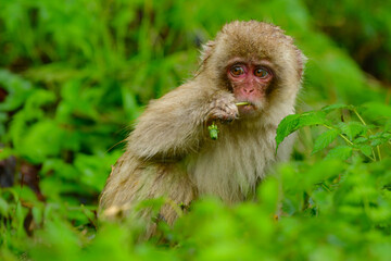 長野県の地獄谷温泉近くで見られる人懐っこい、好奇心旺盛な野生のニホンザル