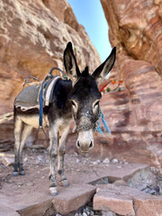 donkey in the desert