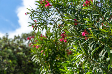 Vibrant Pink Oleander Flowers Blooming on a Sunny Day