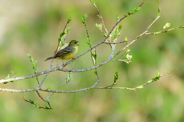 新緑の高原の森で見られる小さなかわいい小鳥、日本固有種のノジコ