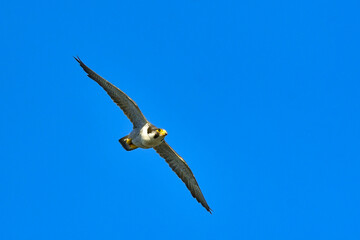 岩場で繁殖する草原のハンター、飛ぶ姿もかっこいい猛禽類のハヤブサ