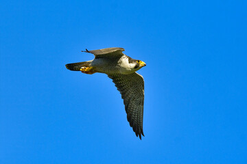 岩場で繁殖する草原のハンター、飛ぶ姿もかっこいい猛禽類のハヤブサ