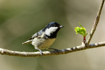 Naklejka premium 八ヶ岳や上高地の亜高山帯の針葉樹の森で見られる愛嬌あるかわいらしい小鳥ヒガラ