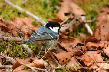 Obraz premium 八ヶ岳や上高地の亜高山帯の針葉樹の森で見られる愛嬌あるかわいらしい小鳥ヒガラ