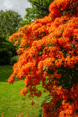 Castle Grounds, a public park in Reigate, Surrey, UK. While the castle no longer exists, the pretty gardens are a pleasant place to walk in the centre of Reigate.