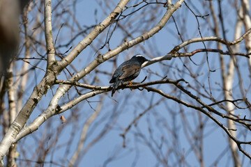 早朝に高原の森で高らかにさえずる全身真っ黒で白い眉が美しい小鳥マミジロ