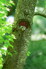 くりくりした目がとてもかわいい森の生き物むささびのこども