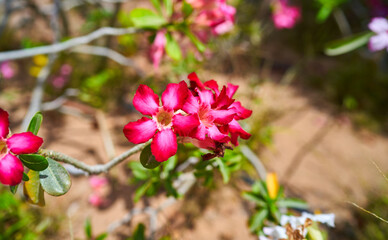 adenium flowers grow in the desert of Abu Dhabi