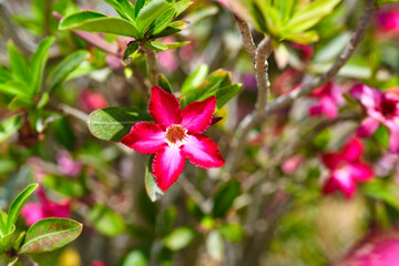Obraz premium adenium flowers grow in the desert of Abu Dhabi