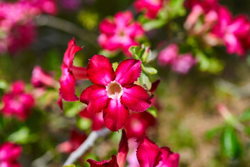 adenium flowers grow in the desert of Abu Dhabi