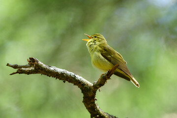 八ヶ岳や上高地の亜高山帯の針葉樹の森で見られる愛嬌あるかわいらしい小鳥ヒガラ