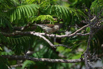 female linnet (Carduelis cannabina)