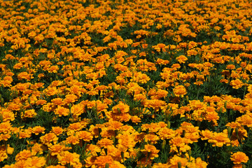 Orange flowers in the park