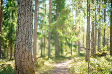 Obraz premium close up of pine tree in beatiful green forest scenery