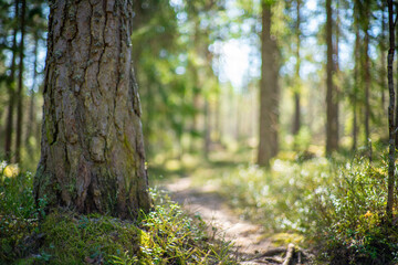 Naklejka premium close up of pine tree in beatiful green forest scenery