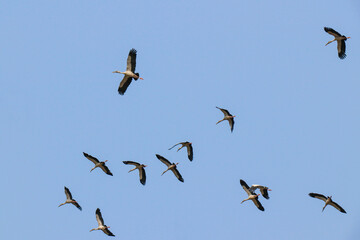 Birds are flying in the sky