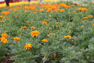 Orange flowers blooming in the park