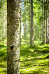 close up of pine tree in  beatiful green forest scenery
