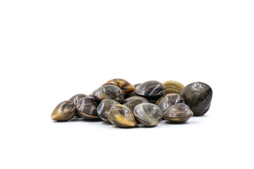 Closed up fresh baby clams, venus shell, shellfish, carpet clams, short necked clams, as raw food from the sea are the seafood ingredients. fresh clams isolated on white background.