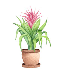 Bromeliaceae. Watercolor potted plant. Houseplant illustration isolated on white.