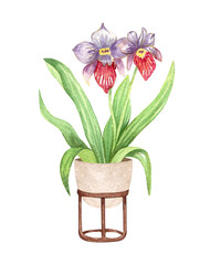 Cattleya orchid. Watercolor potted plant. Houseplant illustration isolated on white.