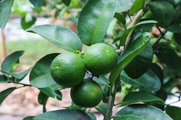 fresh green lemon fruit on tree
