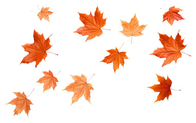 Fototapeta premium PNG Autumn leaves maple backgrounds plant.