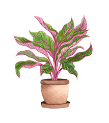 Aglaonema Plant. Watercolor potted plant. Houseplant illustration isolated on white.