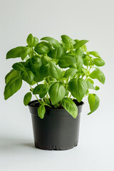 Naklejka premium Basil, perfect herb for cooking and cocktails
