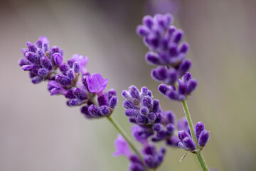 Obraz premium Lavender