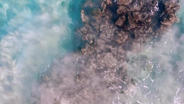 Swimming green turtles overhead shot of turtle cruising around rocks in transparent shallow waters in Hawaii. Animal pushed around by waves and current in ocean
