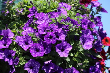 Sweden. Petunia is genus of 20 species of flowering plants of South American origin. 