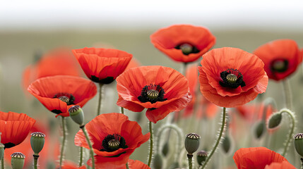 Obraz premium Delicate red poppies sway gently in the summer breeze.