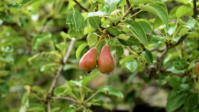 Juicy ripe red pear fruits on a summer tree branch in an organic garden close up