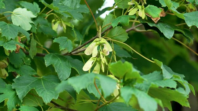 Winged seeds of sycamore maple in summer forest. Acer pseudoplatanus
